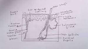 Establishment of keratinocyte cell lines from human hair follicles. How To Draw The Diagram Of Human Skin Easily Youtube