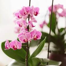 We did not find results for: Pin On Garden Flowers