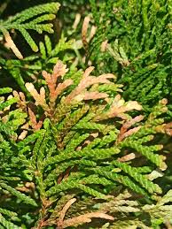 Image result for kabatina thujae