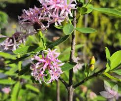 Image result for Dais cotinifolia