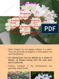 Check spelling or type a new query. Lecture 6 Inflorescence Pdf Flowers Plants