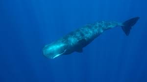At up to 100 feet in length and with a. Sperm Whale Facts Pictures More About Sperm Whale