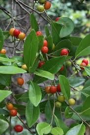 Image result for Putranjivaceae