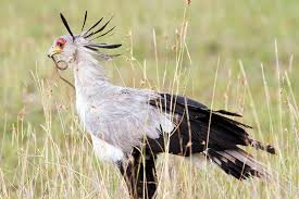 Maybe you would like to learn more about one of these? Meet The Secretary Bird Snake Nemesis Jstor Daily