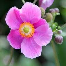 Anemone Hupehensis Bowles S Pink Anemone Plants Plant Images