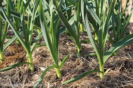 Image result for Garlic