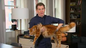 When cats are declawed they dont like the feeling of litter under their paws. Declawing Cats Veterinarian Group Has Claws Out For Practice Cbs News