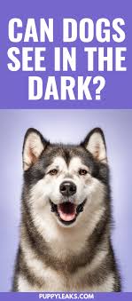 Delicious family recipes · unique diy projects Pin On Puppy Leaks