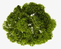 Tree png top view png. Tree Png Images Free Transparent Tree Download Kindpng