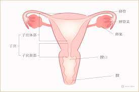 女性器の膣とは？その構造とゆるむ原因や改善方法について | コラム一覧｜ 東京の婦人科形成・小陰唇縮小・女性器形成・包茎手術・膣ヒアルロン酸クリニック