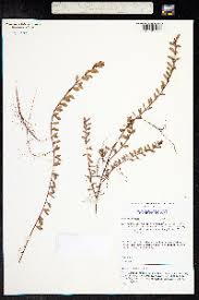 Image result for Laurembergia repens