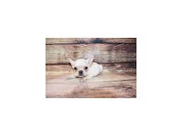The french bulldog is a lively and strong breed that originated in france. French Bulldog Puppies Petland Jacksonville Florida