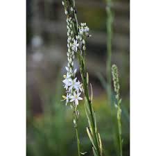 Image result for Chlorophytum bowkeri