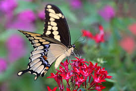 Image result for Pentanisia sykesii