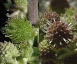 Image result for Xanthium