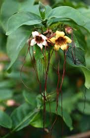 Image result for Strophanthus speciosus