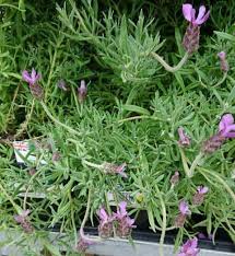 Maybe you would like to learn more about one of these? Why Is My Lavender Drooping The Solution Gardener Report