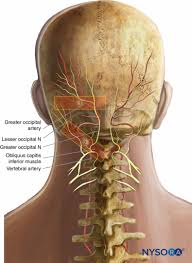 Image result for Ear Nerve Block
