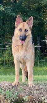 If the puppy buyer cannot keep a puppy purchased from me, i will take the puppy back under all conditions. Akc Registered German Shepherd Puppies Home Facebook