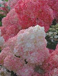 And, with those types, a lower ph makes the flowers blue and higher ph turns the flowers pink. Vanilla Strawberry Hydrangea Strawberry Hydrangea Flower Garden Planting Flowers