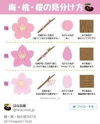 kfighter com 画像 梅の花 イラスト 梅 イラスト 桃の花 イラスト