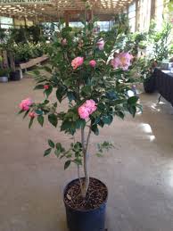 Camellia Tree High Fragrance This Camellia Has A Light Sweet Fragrance Camellia Tree Sweet Fragrances Camellia Plant