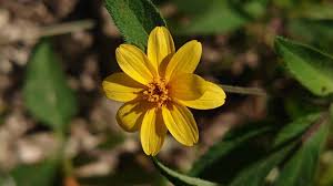 Image result for Aspilia