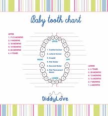 Printable Permanent Teeth Chart Www Bedowntowndaytona Com