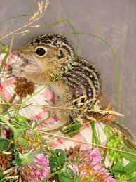 Baby Thirteen Lined Ground Squirrel Squirrel Ground Squirrel Sweet Animals