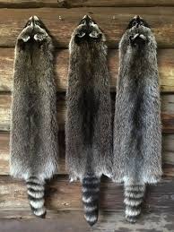 Jumbo Raccoon Pelts Log Cabin Decor Man Cave Art Fresh Tanned Deer Hunting Decor Log Cabin Decor Hunting Room