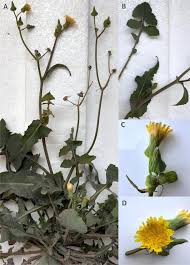 Image result for Sonchus oleraceus