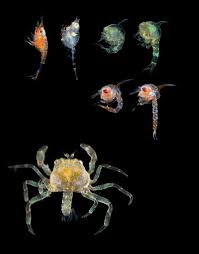 Slide Show: The Drifting World of Plankton - The New Yorker | The New Yorker