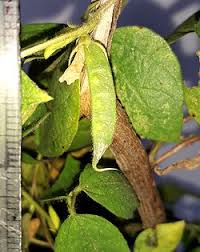 Image result for Macrotyloma oliganthum