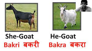 Calf in hindi call in hindi calm in hindi camera in hindi camp in hindi campaign in hindi. 40 Animals Names In Hindi With Pictures Youtube