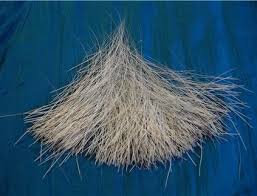 Ciri tanaman kumis kucing , menurut wikipedia: Ini Sebab Mengapa Kucing Ada Misai Dan Fungsinya Iluminasi
