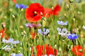 Maybe you would like to learn more about one of these? A Guide To Garden Flower Identification What S In Your Garden