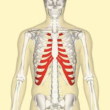 The first seven are connected behind with the vertebral column. Costal Cartilage Wikipedia
