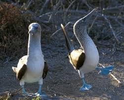 Bird With Blue Feet Pin On Bluefooted Booby Brown Booby Yellow Footed Redfooted Booby