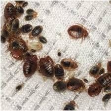 The bed bug attack has baffled pest control specialists. Bed Bugs Removal Homes Businesses Maidstone Pest Control