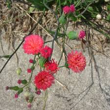 Image result for Emilia tessmannii