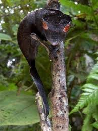 Newly Discovered Species 20 Amazing Rare And Newly Discovered Species Somethin Bizarre Weird Animals Rare Animals Unusual Animals