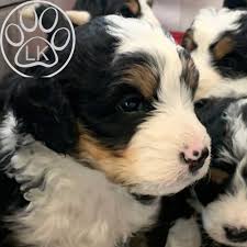 Bernedoodle Puppy For Adoption Bernedoodle Breeder Alberta
