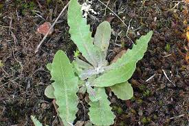 Image result for Tolpis capensis