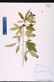 Image result for Cajanus