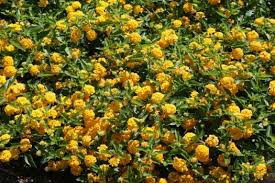 Maybe you would like to learn more about one of these? New Gold Lantana Trailing Yellow Perennials All Almost Eden