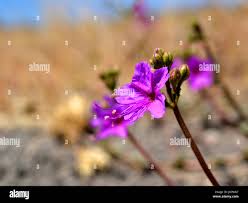 Image result for Commicarpus