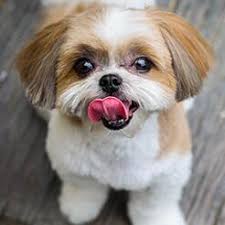 Puppies for adoption in malaysia. Malaysia Free Dog Adoption Home Facebook