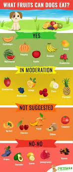 Pin By Sofie Front On Pet Advice In 2020 Foods Dogs Can Eat Fruits For Dogs Dog Safe Food