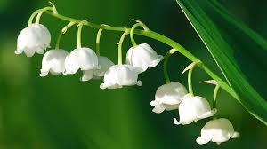 Quelle est l'origine du 1er mai ? 10 Choses Que Vous Ne Savez Sans Doute Pas Sur Le Muguet M6 Deco Fr