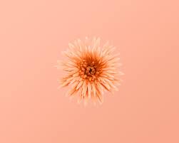736x1440 50271437 pastel watercolour with white dots wallpaper #peach>. Peach Aesthetic Pictures Download Free Images On Unsplash